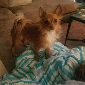 Meet your Posher, Samantha